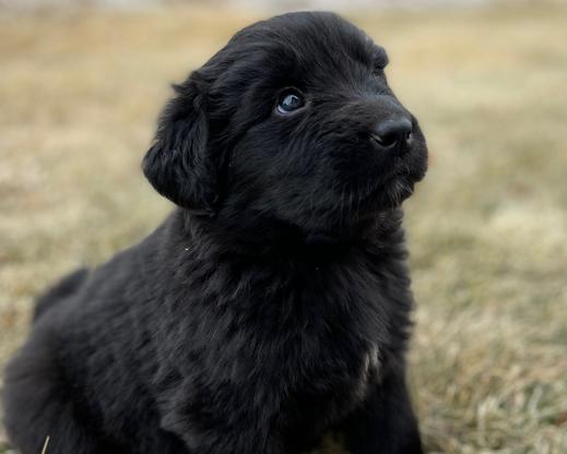 Leonberger