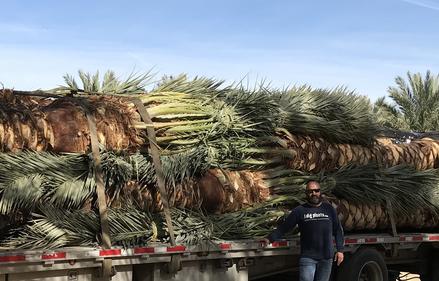 Phoenix dactylifera Medjool Date Palms by South Coast Wholesale. California, Florida, Texas, Arizona, Las Vegas