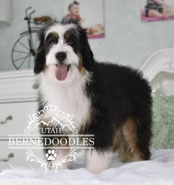 Traditional-Tricolor-Mini-Bernedoodle
