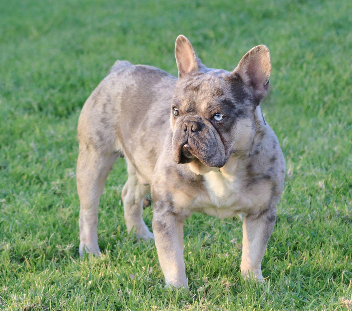 Sable merle hotsell french bulldog