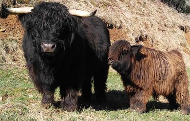 Black highland cattle,Scottish highland cattle, Highland cattle black,Highland cattle, Highland calves