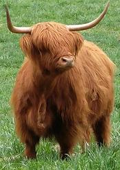 Highland cattle black,Scottish highland cattle,Black highland cattle,Highland cattle, Highland calves