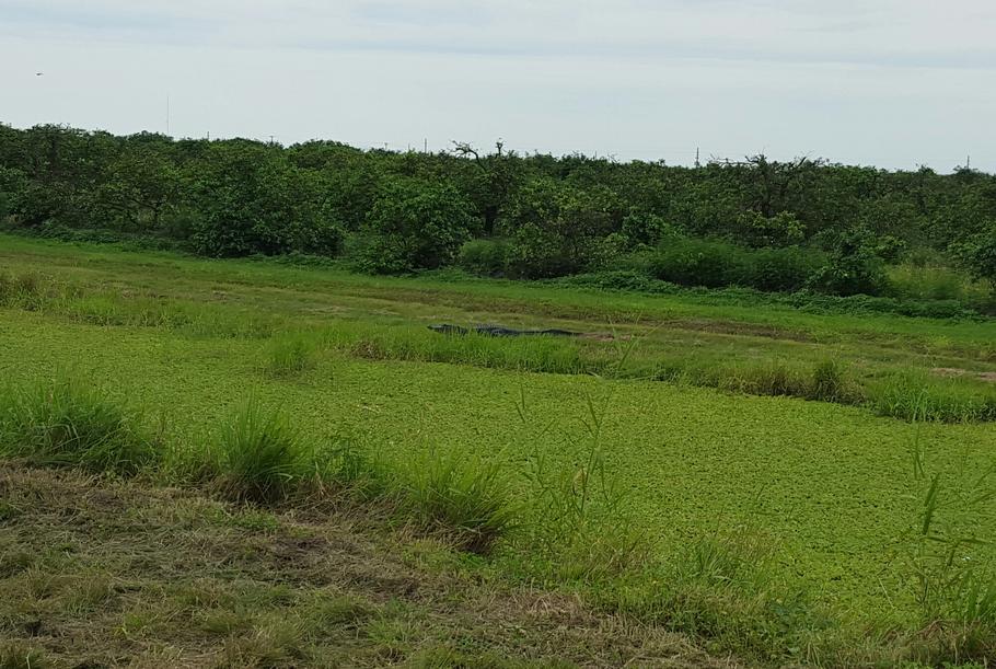 Alligator on the bank of a full canal that is surfaced with green aquatic vegetation; citrus grove in the background