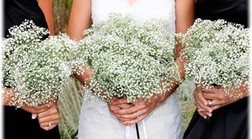 Gypsophila - Bulk Baby's Breath