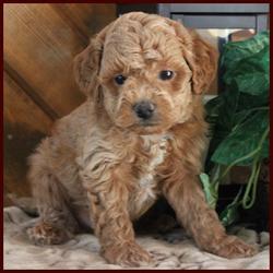 Rosetta's Rolling Meadows Puppies Red Poochon Male