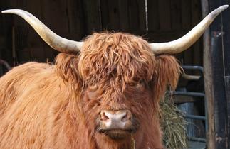 Scottish highland cattle, Highland cattle, Black highland cattle, Highland cattle calves