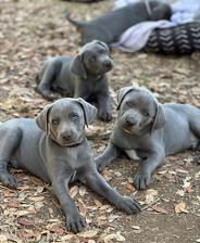 Blue lacy best sale dog for sale