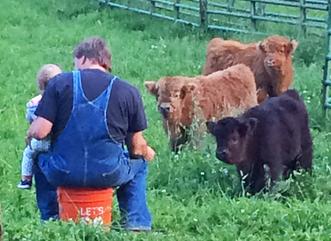 Highland cattle black,Scottish highland cattle,Black highland cattle,Highland cattle, Highland calves