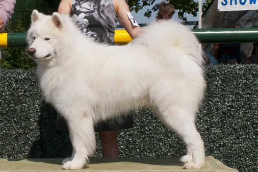 White store nebula samoyeds