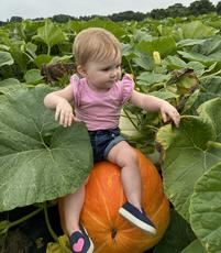 Photo of Jack O Lantern Pumpkins in Rows