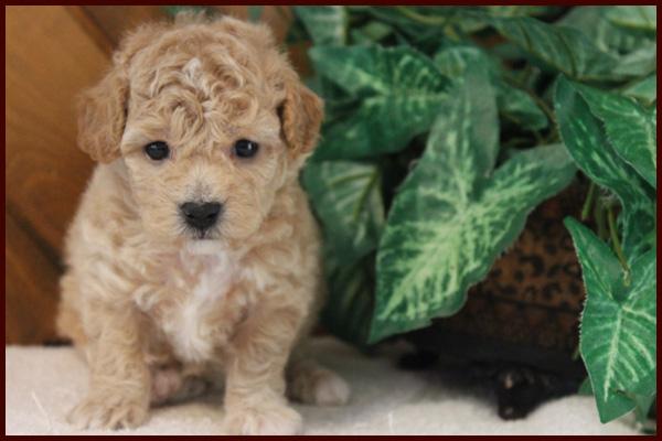 apricot poochon puppy for sale near me