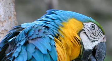 parrot