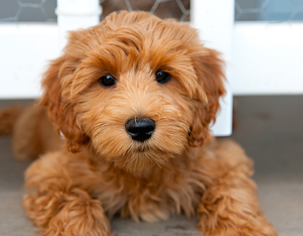 Miniature sales labradoodle hypoallergenic