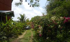 Lush tranquil surroundings at Rincon Puerto Rico Rental Home
