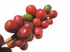 Coffee Bush Plant Davie South Florida Broward