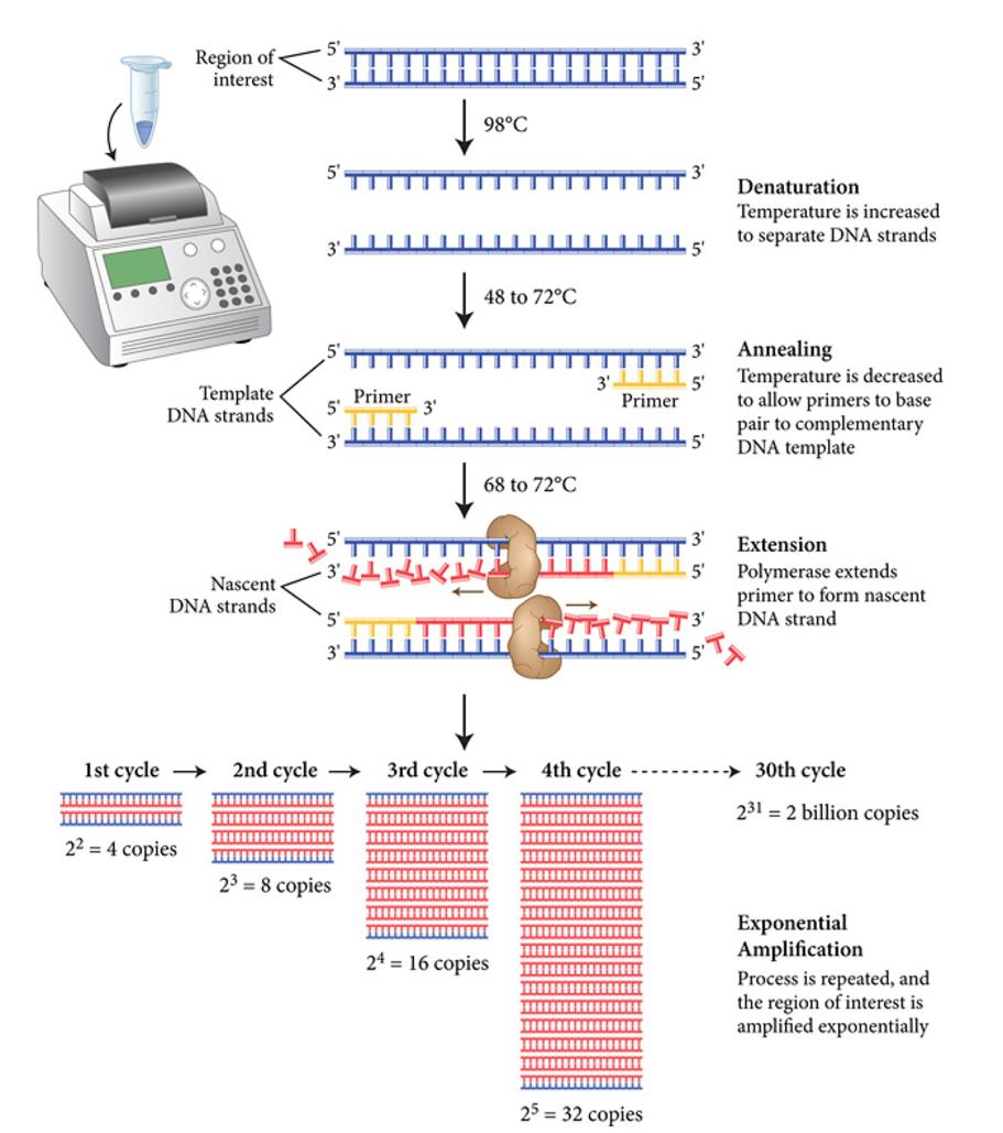 comment se fait un pcr coqueluche