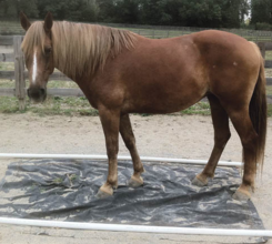 Colby's Army photo of the chestnut Belgian Quarter Horse therapy horse Tessie