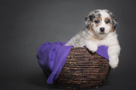 Akc australian shepherd breed cheap standard