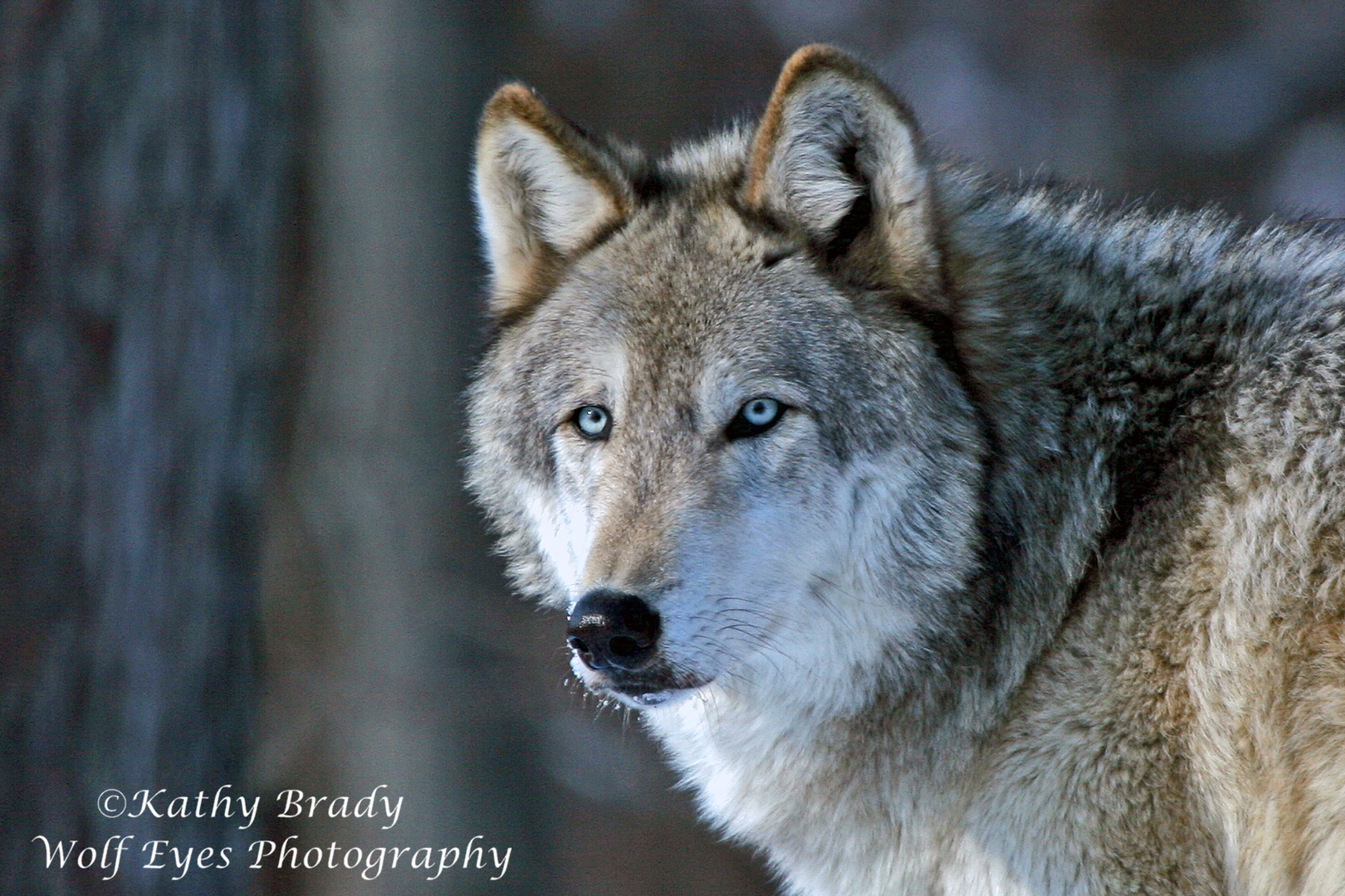 Wildlife Photography - Wolf Eyes Photography