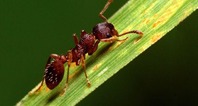 Annoying Ants Bite