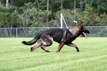 90 lb hot sale german shepherd