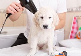 cat grooming, dog grooming, pet grooming, bathing, wash dog, washing dog, washing cat, pet care, pet products