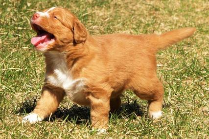 German shorthair sale toller