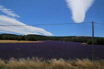 Lavender at Simone-la-Rotonde, Provence, France
