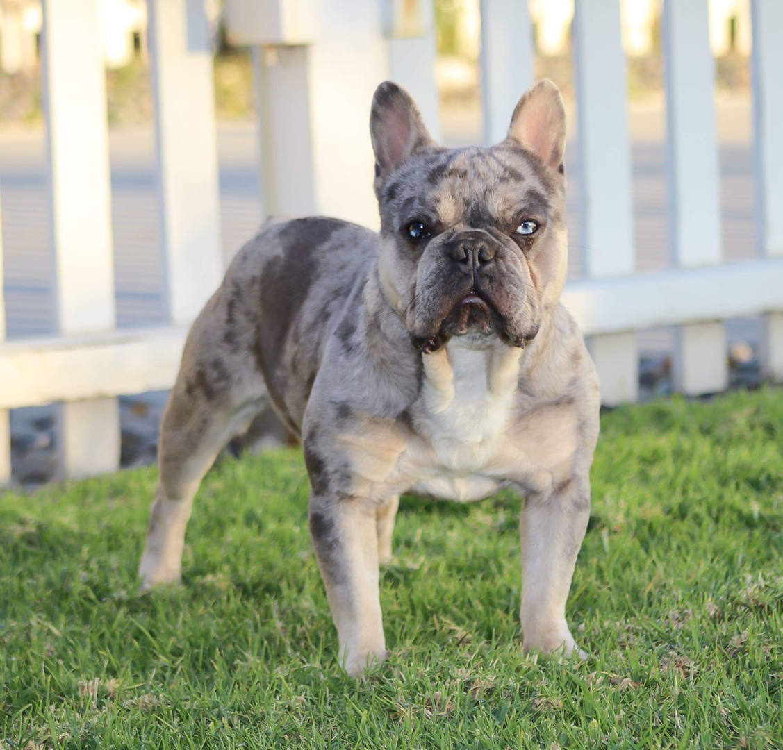 Blue tri shop merle french bulldog