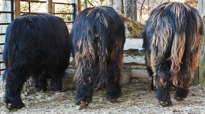 Highland cattle black,Scottish highland cattle,Black highland cattle,Highland cattle, Highland calves