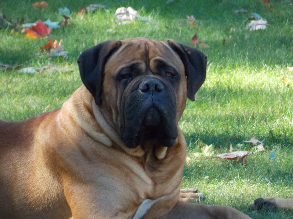 Bullmastiff breeders best sale