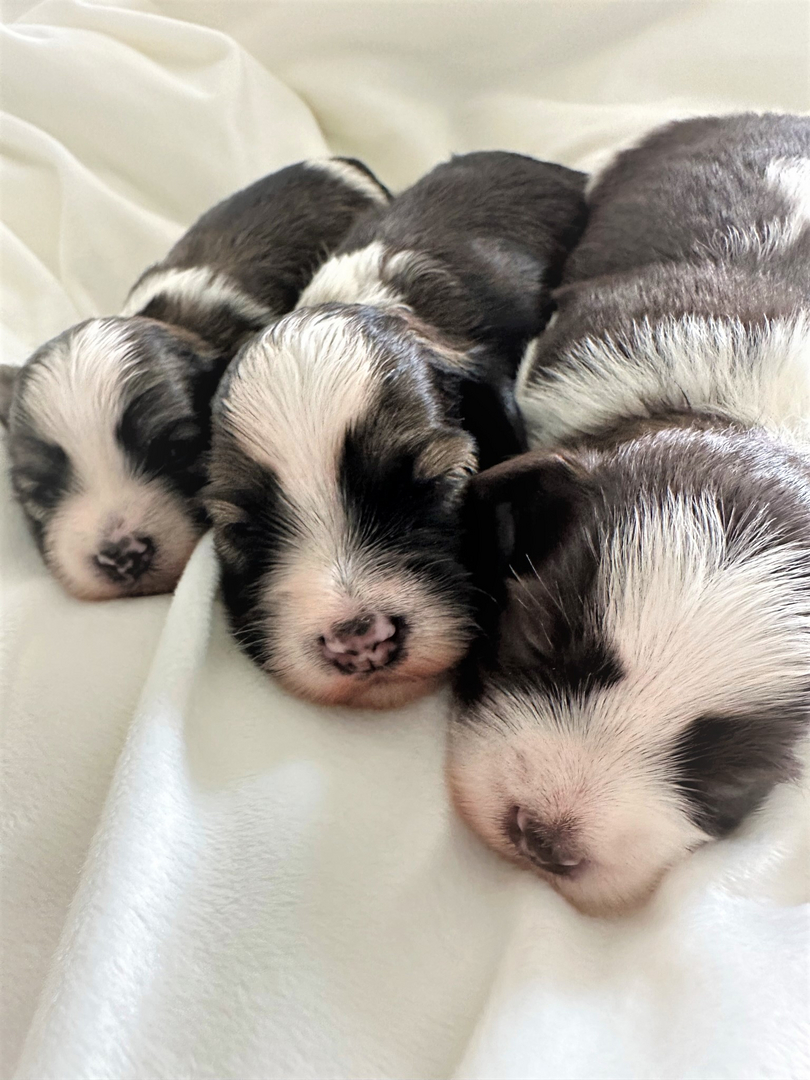 Collie puppies for store sale in maine