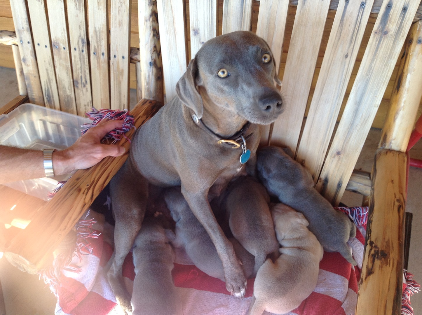 Blue lacy puppies for sale best sale near me