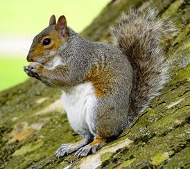 Grey squirrel