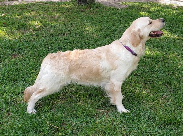 age golden retriever can sire