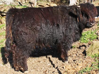 Black highland cattle,Scottish highland cattle, Highland cattle black,Highland cattle, Highland calves