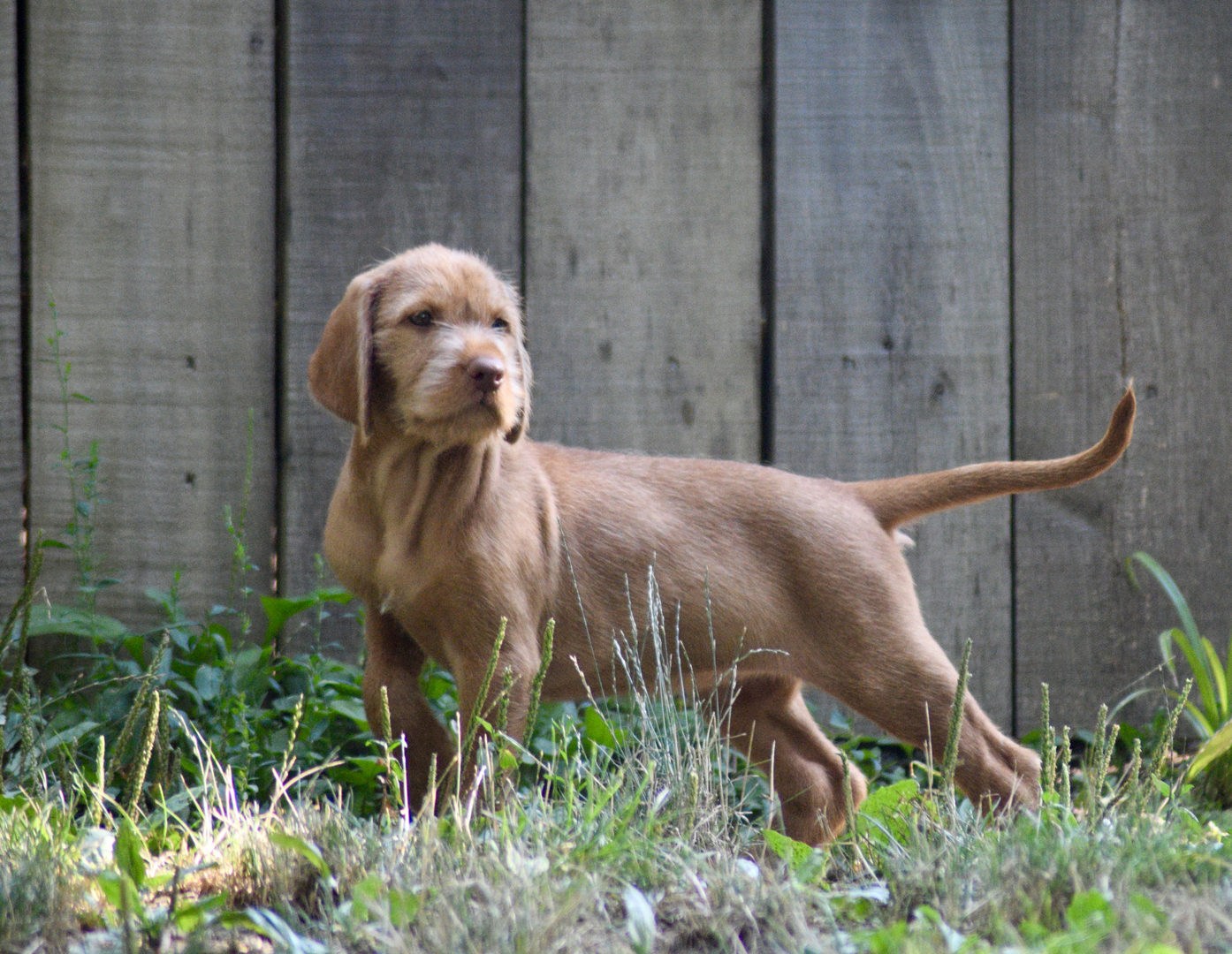 Wirehaired vizsla puppies outlet for sale