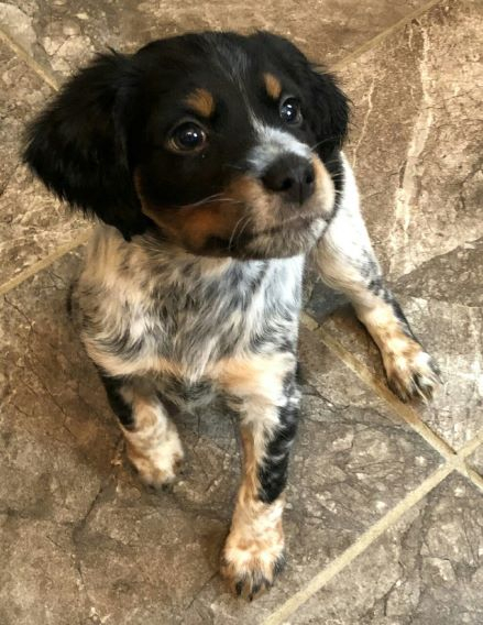 brittany spaniel tricolor puppy