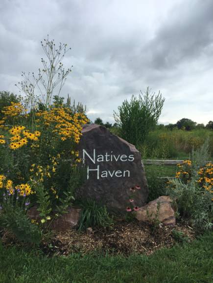Natives Haven Native Wildflower Nursery Mchenry County Native