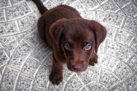 puppy looking expectantly