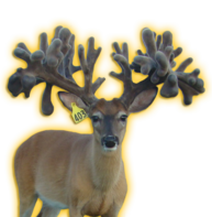 JUMBO CHROME WHITETAIL BREEDER BUCK