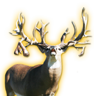HIGHROLLER WHITETAIL BREEDER BUCK