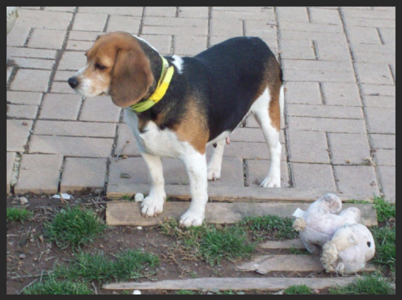 Hunting Beagles For Sale