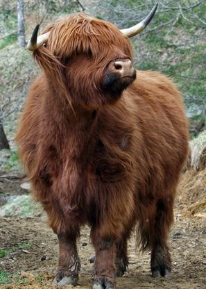 Scottish highland cattle,Black highland cattle,Highland cattle black,Highland cattle, Highland calves