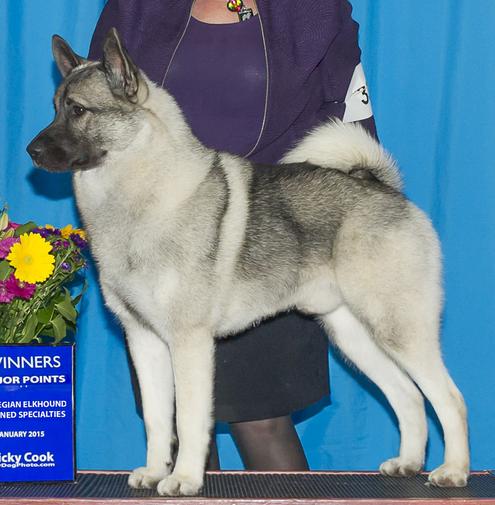 Akc store norwegian elkhound