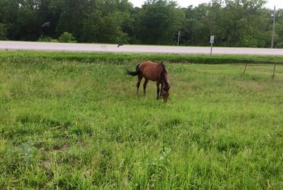 Triple M Stable, Council Bluffs, IA- Mare Pasture