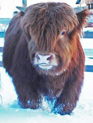 Scottish highland cattle,Black highland cattle,Highland cattle black,Highland cattle, Highland calves