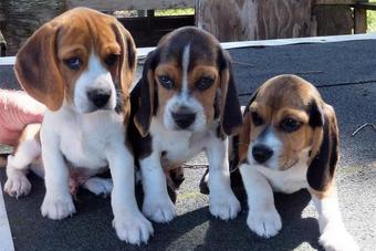 Akc beagles best sale for sale