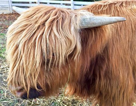 Highland cattle black,Scottish highland cattle,Black highland cattle,Highland cattle, Highland calves