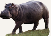 Hunting Hippo Namibia